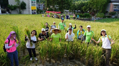 activity-organic-rice-farming-in-Taiwan